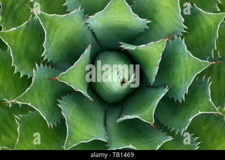 Plante succulente d'un vert vif en plongée des à Oaxaca, Mexique, Amérique du Nord Banque D'Images