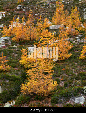 USA, Washington, National Forest Okanogan-Wenatchee, couleur d'automne le mélèze, près de Maple ; Col Liberty Bell Roadless area. Banque D'Images