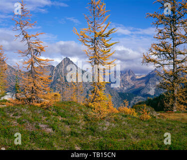 USA, Washington, Okanogan-Wenatchee National Forest, aux couleurs de l'automne le mélèze de pics du châssis du centre-nord de Cascades, de près de Maple. Banque D'Images