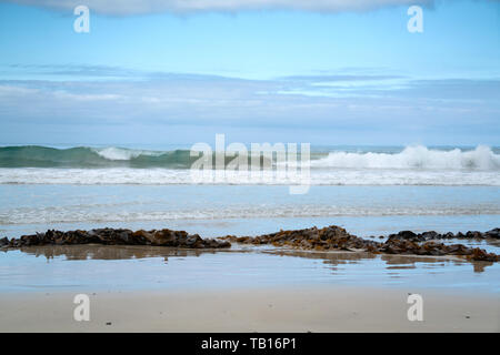 Algues laminaires brunes sur la mer plage Banque D'Images