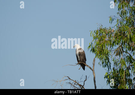 White-bellied sea eagle perché sur l'eau jaune billabong, le Kakadu Banque D'Images