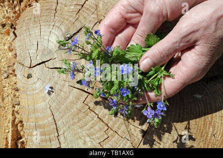 Une femme âgée maintenez en mains une première forêt printemps fleurs bleues. Section transversale du vieux tronc de pin fissurés en arrière-plan. Journée ensoleillée Banque D'Images