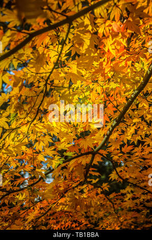 Close Up de l'automne feuillage dessous de feuilles d'érable orange Banque D'Images