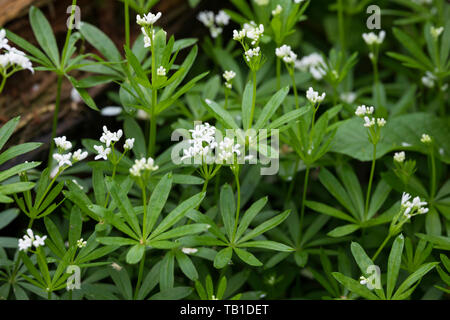 Wald-Meister Wohlriechendes, Waldmeister, Galium odoratum, Labkraut, Sweet Woodruff, sweetscented le gaillet, Woodruff, wild Baby's Breath, le Spa Balmoral Banque D'Images