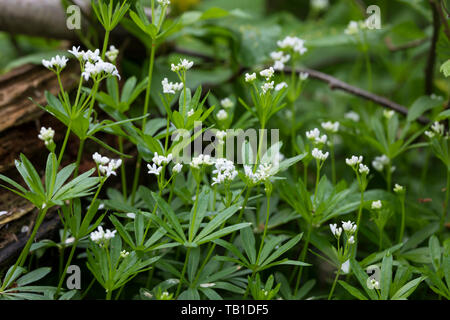 Wald-Meister Wohlriechendes, Waldmeister, Galium odoratum, Labkraut, Sweet Woodruff, sweetscented le gaillet, Woodruff, wild Baby's Breath, le Spa Balmoral Banque D'Images