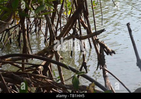 Les mangroves à Gibara Bay, dans le sud de Cuba Banque D'Images