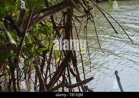 Les mangroves à Gibara Bay, dans le sud de Cuba Banque D'Images