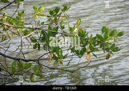 Les mangroves à Gibara Bay, dans le sud de Cuba Banque D'Images