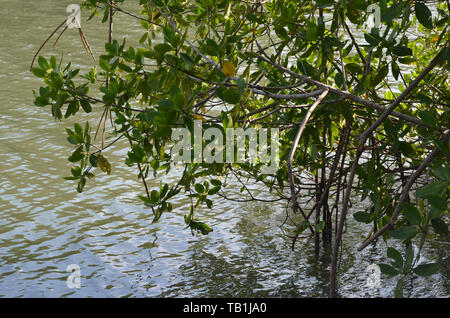 Les mangroves à Gibara Bay, dans le sud de Cuba Banque D'Images