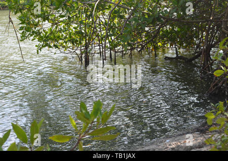 Les mangroves à Gibara Bay, dans le sud de Cuba Banque D'Images