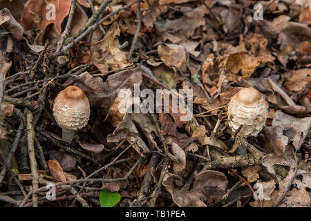 Petite coulemelle Macrolepiota procera ou connus comme Lepiota procera est un champignon basidiomycète pousse sur le sol de la forêt entre moss et partie tombé Banque D'Images