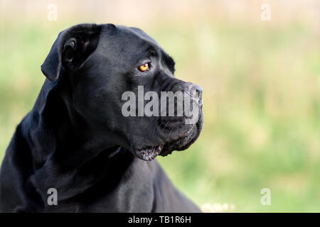 Cane Corso noir chien et son regard protecteur vers la prairie Banque D'Images