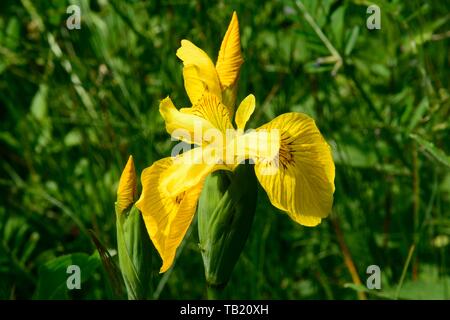 Drapeau jaune et de fleurs Iris pseudacorus Iris bud Banque D'Images