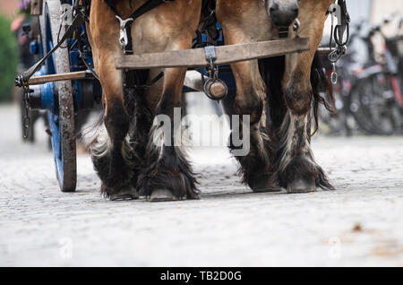 Münster, Allemagne. 30 mai, 2019. Chevaux de tirer un quatre-en-transport en mains propres lors d'un voyage aller-retour dans le cadre de la 32e pèlerinage du chariot. Autour de 80 équipes de pays, de l'Ems et Sauerland ont pris part à l'événement annuel de l'Ascension. Crédit : Bernd Thissen/dpa/Alamy Live News Banque D'Images