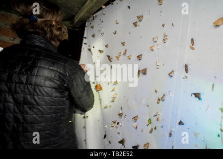 Espèce d'arpentage la diversité biologique en utilisant une lampe UV pour attirer les papillons de nuit d'une feuille dans la forêt de nuage. Important que les insectes sont en déclin. Banque D'Images