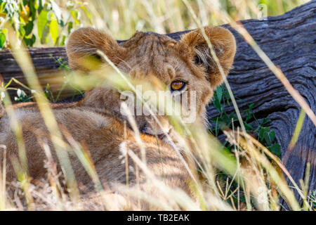 Lion cub timide derrière les paillettes de l'herbe Banque D'Images