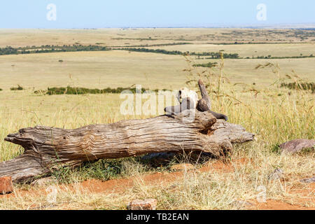 Crâne d'animaux avec de grandes cornes dans un magnifique paysage de savane Banque D'Images