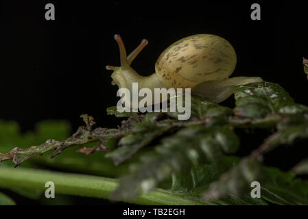 Un petit escargot délicate à partir de la forêt de nuages d'Equateur Andes en Amérique du Sud. Banque D'Images