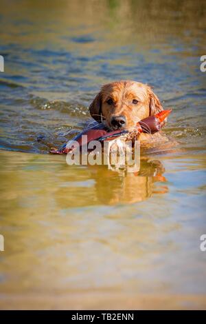 La récupération des Golden Retriever Banque D'Images