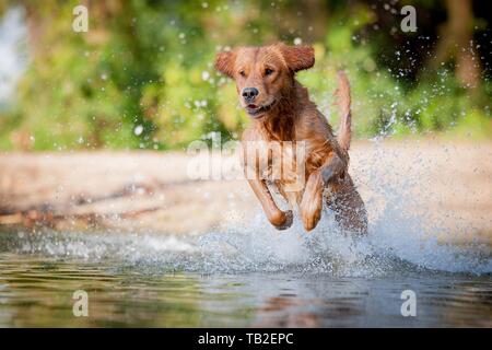 L'exécution de Golden Retriever Banque D'Images