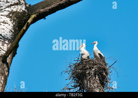 Vue de deux cigognes nichent sur l'arbre en haut entre les branches. Dans la forêt, sous un ciel bleu de printemps. Banque D'Images