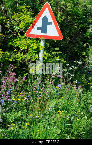 Les fleurs sauvages, y compris Red Campion, jacinthes et renoncules près de Stoke Climsland, Cornwall, Angleterre Banque D'Images