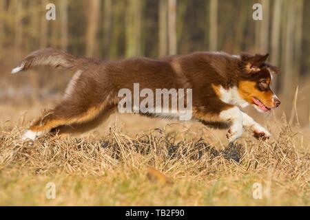 Chiot berger australien Banque D'Images