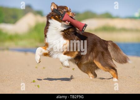 Jeune Berger Australien Banque D'Images