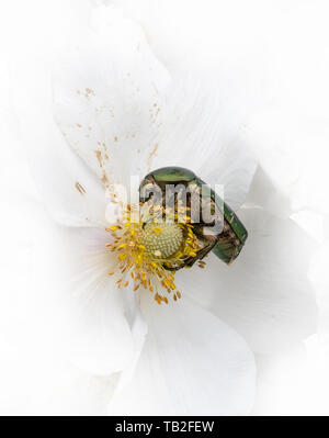 Brillant or rose ponderosa sur white blossom en mangeant in front of white background Banque D'Images