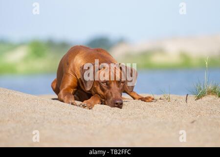 Lying Rhodesian Ridgeback Banque D'Images