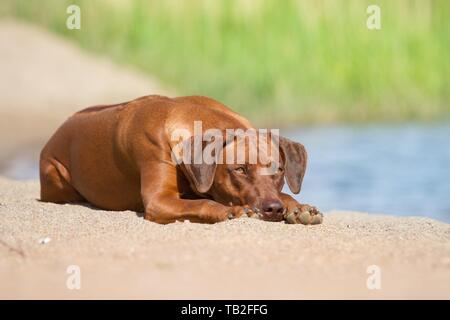 Lying Rhodesian Ridgeback Banque D'Images