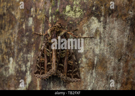 Une espèce de vers-gris dans l'espèce de sous-famille Noctuinae Dart et camouflé sur une surface en bois dans la forêt de nuage. Banque D'Images
