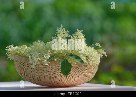 Fraîchement cueilli de sureau dans panier Banque D'Images