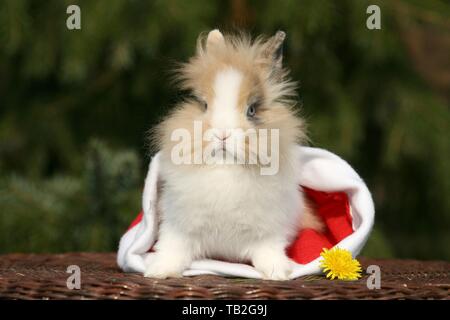 Lapin à tête de lion Banque D'Images