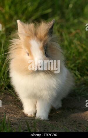 Lapin à tête de lion Banque D'Images