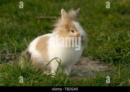 Lapin à tête de lion Banque D'Images