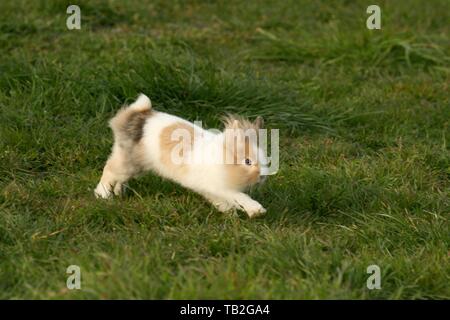 Lapin à tête de lion Banque D'Images