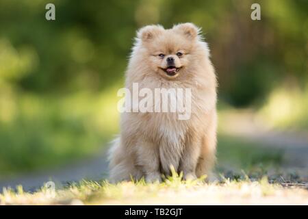 Pomeranian assis Banque D'Images