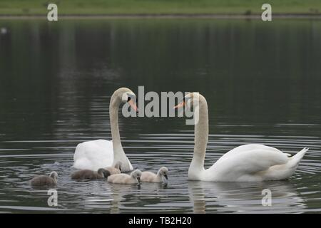 Le Cygne tuberculé Banque D'Images