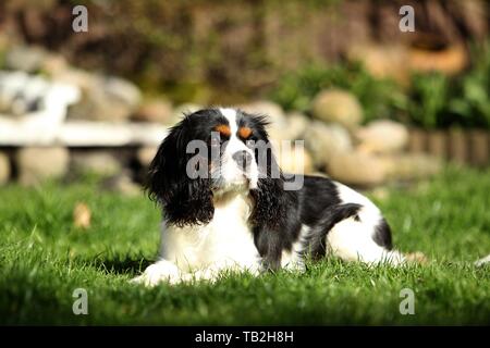 Lying Cavalier King Charles Spaniel Banque D'Images