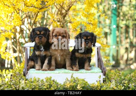 Cavalier King Charles Spaniel Puppy Banque D'Images