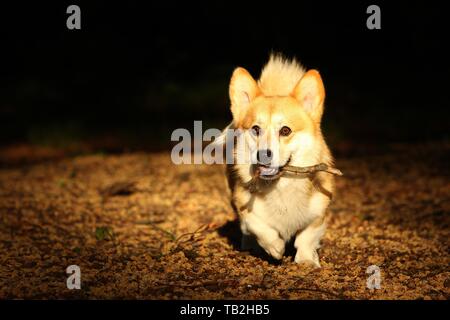 Jouer Welsh Corgi Pembroke Banque D'Images