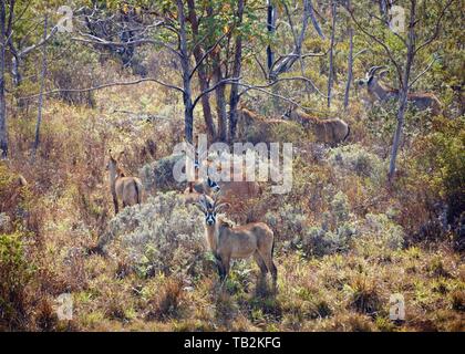 Antilopes Rouanne Banque D'Images
