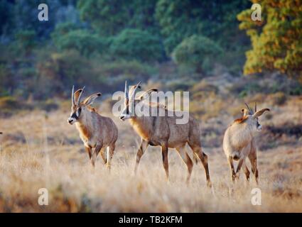 Antilopes Rouanne Banque D'Images