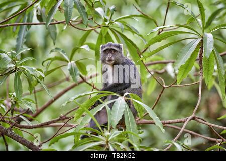 singe bleu Banque D'Images