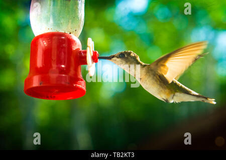 Libre d'un colibri à une mangeoire. Banque D'Images