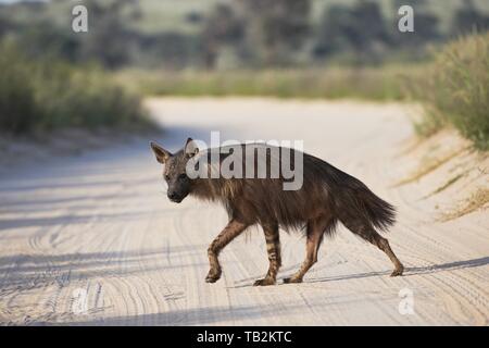 Hyène brune Banque D'Images
