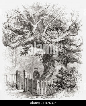 Le Crouch Oak tree, Addlestone, Surrey, Angleterre, en vertu de laquelle il est dit que la reine Elizabeth I. pique-niquaient Photos de l'anglais, publié en 1890. Banque D'Images