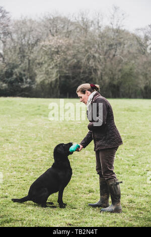 Femme debout à l'extérieur dans un champ vert donnant un jouet pour chien labrador noir. Banque D'Images