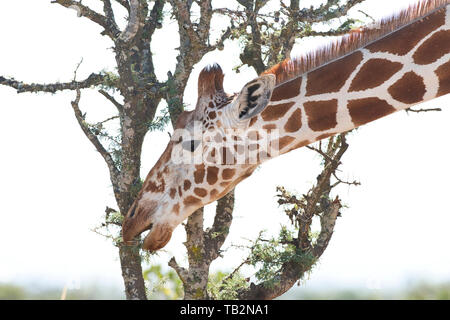 Girafe réticulée (Giraffa camelopalis reticulata) naviguant sur des feuilles d'acacia Banque D'Images